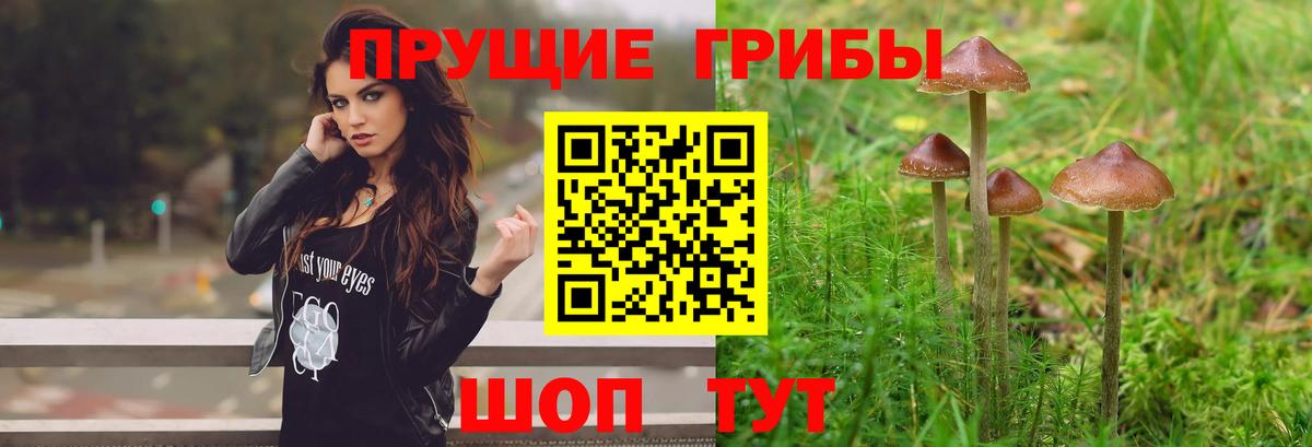 Галлюциногенные грибы ЛСД Балтийск
